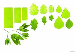 Žilkovače na listy 9ks