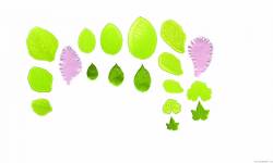 Žilkovače na listy 11ks