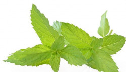 Ochucovací pasta Máta (200 g)