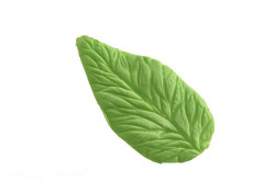 Žilkovač list Foglia 43x81mm