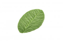 Žilkovač list Foglia 80x60mm