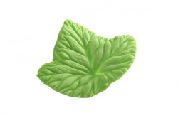 Žilkovač list Foglia