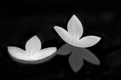 Žilkovač list Foglia 130x95mm