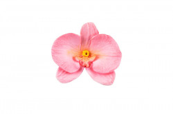 Forma na orchidej 92x60mm