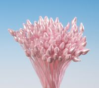 Pestíky růžové svazek