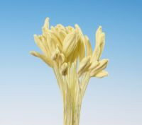 Pestíky Mečík, Gladiola žluté svazek