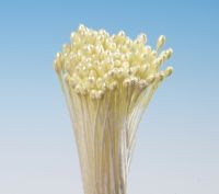 Pestíky žluté svazek