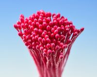 Pestíky červené svazek