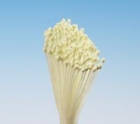 Pestíky žluté svazek