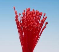 Pestíky červené svazek