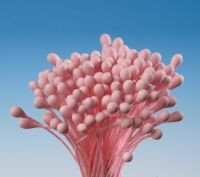 Pestíky  růžové svazek