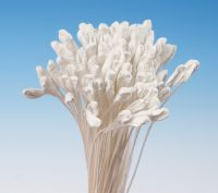 Pestíky Lilie bílé svazek