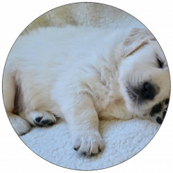 Jedlý papír štěně rotvajler 19,5 cm