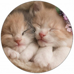 Jedlý papír roztomilá koťátka 19,5 cm