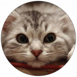 Jedlý papír ležící koťátko 19,5 cm