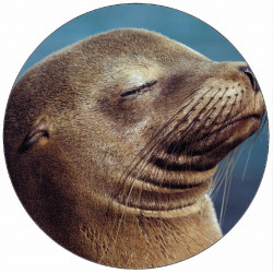 Jedlý papír tuleň 19,5 cm