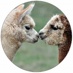 Jedlý papír tulící se alpaky 19,5 cm