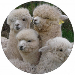 Jedlý papír stádo alpak 19,5 cm