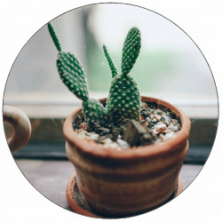 Jedlý papír kaktus 19,5 cm