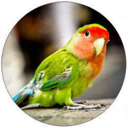 Jedlý papír malý papoušek 19,5 cm