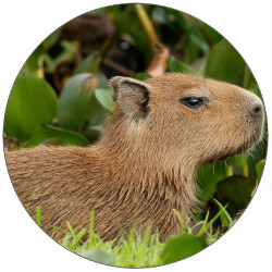 Jedlý papír kapybara v trávě 19,5 cm