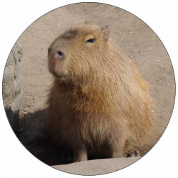 Jedlý papír kapybara 19,5 cm