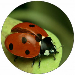 Jedlý papír beruška na listu 19,5 cm