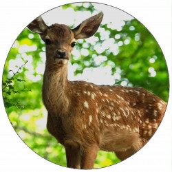 Jedlý papír koloušek 19,5cm